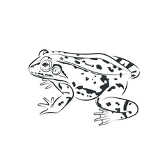  Vector of frog, image design Isolated on the white background. Amphibian. Animal. Frog Icon. logo.