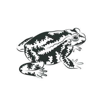  Vector of toad,Side image design Isolated on the white background. Amphibian. Animal. Frog Icon. logo.