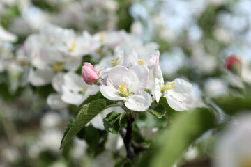 Fototapeta na wymiar Closeup view of blossoming quince tree outdoors