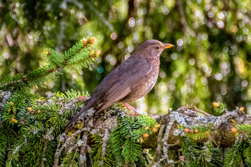Bird on coniferous tree branch