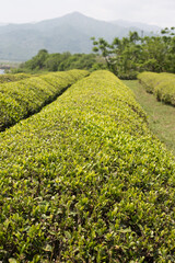 Fototapeta na wymiar the beautiful landscape of green tea farm in Korea.