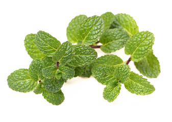 Mint leaf on white background © zcy