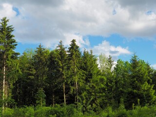 Fototapeta na wymiar Mischwald - Bäume im frischen Frühlingskleid 