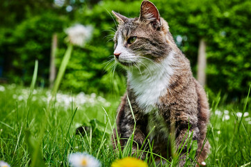 A young cat enjoying the sunshine in the garden.