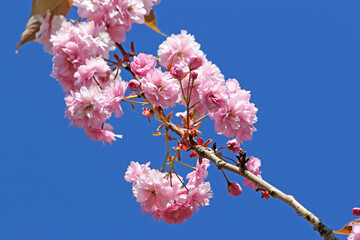 	
Ornamental cherry tree blossom in Spring	