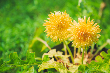 Yellow Gerbera flowers growing in a pot on a meadow at home