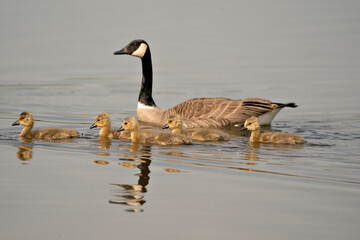 Canada Goose Photo. Canadian Goose with gosling baby swimming in their environment and habitat. Canada Geese Image. Picture. Portrait. Photo.