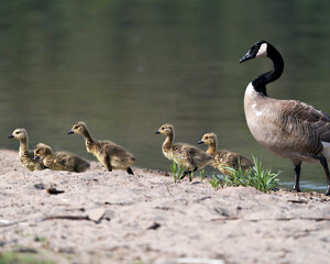 Canada Goose Photo. Canadian Geese with gosling babies walking on sand with blur water background...
