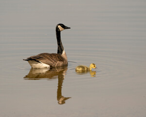 Canada Goose Photo. Canadian Goose with gosling baby swimming and displaying their wings, head, neck, beak, plumage in their environment and habitat. Canada Geese Image. Picture. Portrait. Photo.