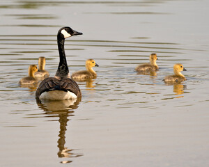 Canada Goose Photo. Canadian Goose with gosling babies swimming and displaying their wings, head, neck, beak, plumage in environment and habitat. Canada Geese Image. Picture. Portrait. Photo.