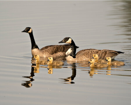 Canada Goose Photo. Canadian Geese with their gosling babies swimming and displaying their feather, in their environment and habitat. Canada Geese Image. Picture. Portrait. Photo.