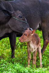 Fototapeta premium Close-up of a herd of buffalo feeding by the sea, old cow and calf