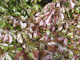 The beech tree (Purpurea pendula), spring. Beech leaves background.