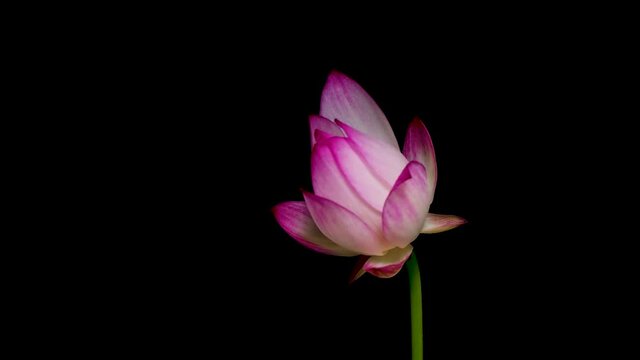 蓮の開花　タイムラプス