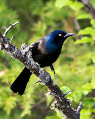 Grackle Photo Stock. Perched with a blur background displaying blue mauve feather plumage, in its...