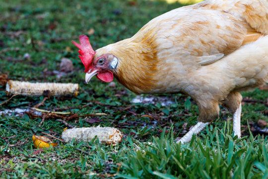 Light brown chicken eating corn on the cob