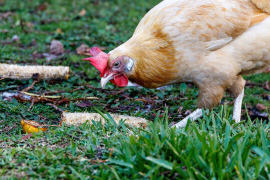 Light brown chicken eating corn on the cob
