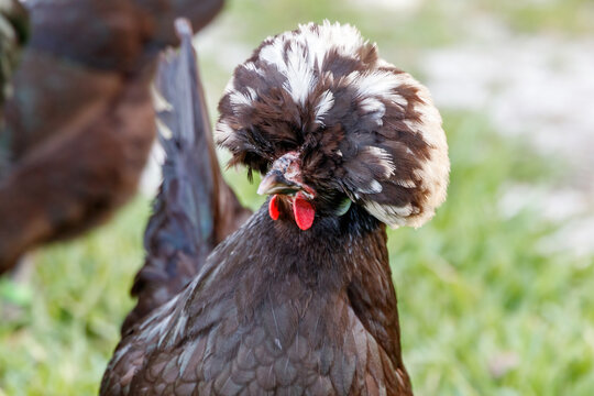 White Crested Black Polish Bantam Chicken hen in a backyard farm in Loxahatchee Florida in Palm Beach near Miami - Dade, Broward, Fort Lauderdale and the Everglades.  