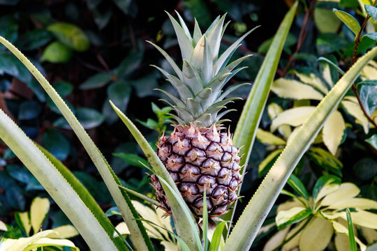 Growing pineapple aka Ananas comosus tropical plant from the Bromeliaceae family. South American cultivated in Palm Beach Florida near Broward County, Fort Lauderdale, Miami Dade and the Everglades