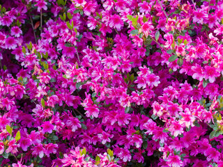 Fototapeta premium Rhododendron