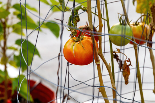 Red ripe and green tomato growing on a vine on metal chicken wire inside of a backyard patio greenhouse up close with blurred background ready to pick and fry for fried green tomatoes or pasta sauce 
