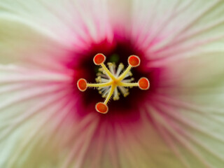 Hibiskusblüte © vidom