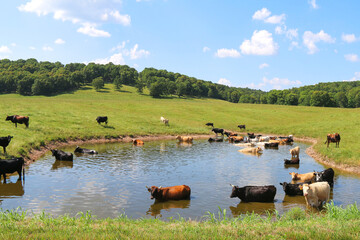 large herd of cattle cows wading in a cool water pond in a green ranch farm pasture and blue sky...