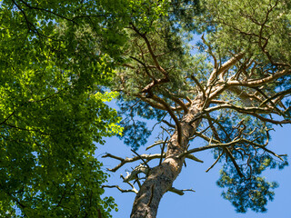 Küstenwald - Buchen und Fichten