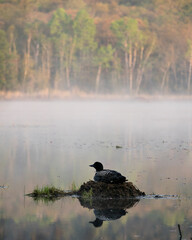 Loon Photo Stock. Loon Nest Image. Loon in Wetland. Loon on Lake. Bird Reflection and fog. Nesting by the lake shore in its environment and habitat displaying. Landscape scenery.  Picture. Portrait.