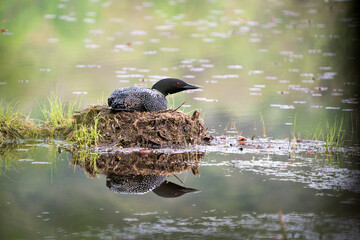 Loon Photo Stock. Loon on Lake. Loon in Wetland. Loon Nesting. Image. Picture. Portrait.
