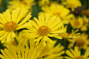 The Garden chamois (Doronicum orientale) 