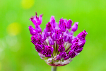 Obraz premium Allium