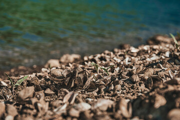        Seashells and stones by the lake                        