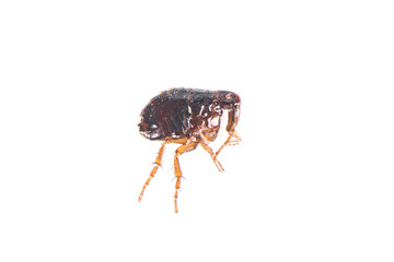 Flea on white background close-up. Destruction of parasites in pets