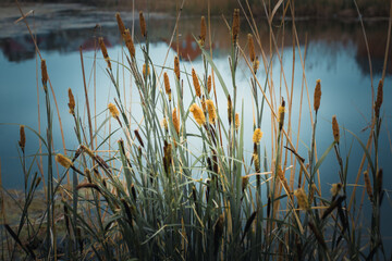 reeds in the water
