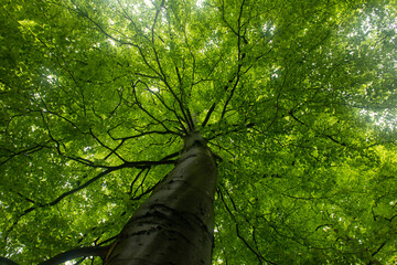 Fototapeta na wymiar Lush Green Tree viewed from bottom