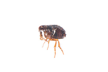 Flea on white background close-up. Destruction of parasites in pets
