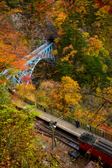 Fototapeta premium 紅葉の黒部渓谷トロッコ列車