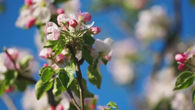 Blossoming apple tree pink flowers on a sunny spring day, 4k