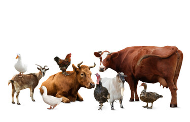 Group of different farm animals on white background
