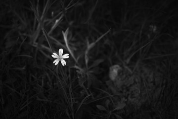 a small white flower among the dark green grass. summer flowers. black and white frame