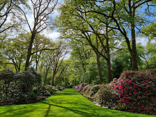 Rhododendron Park Bremen Horn Lehe Germany - obrazy, fototapety, plakaty