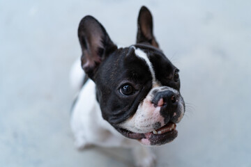 french bulldog portrait