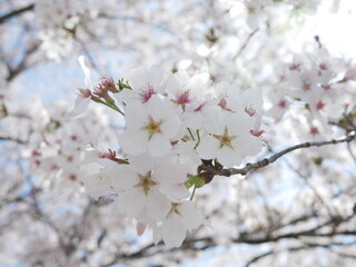 cherry tree blossom
