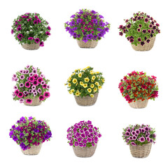 set of bouquets of petunias isolated on white background