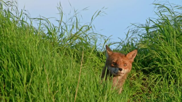 red fox (Vulpes vulpes) with puppy hidden in the tall grass, Heinsberg, North Rhine-Westphalia, Germany