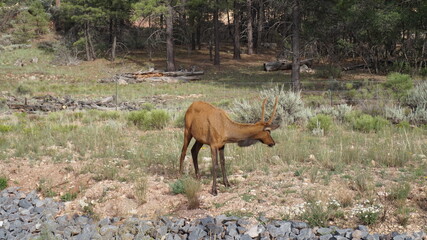 red deer in the meadow