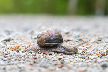 snail with shell on a gravel road