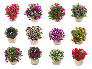 set of bouquets of petunias isolated on white background