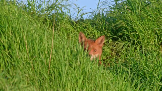 red fox (Vulpes vulpes) hidden in the tall grass, Heinsberg, North Rhine-Westphalia, Germany